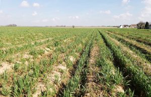 Prébuttage et couverts, l’avis de Thomas Ducamps