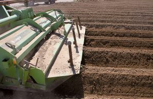 Fin de campagne et plantations 2020, vigilance accrue !