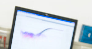 Suite au Covid-19, pas de tests PCR pour les virus sur les plants néerlandais en 2020